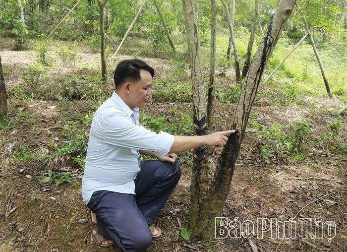 Cây sơn ta đang giúp gia đình anh Bảy nguồn thu khoảng 100 triệu đồng mỗi năm.