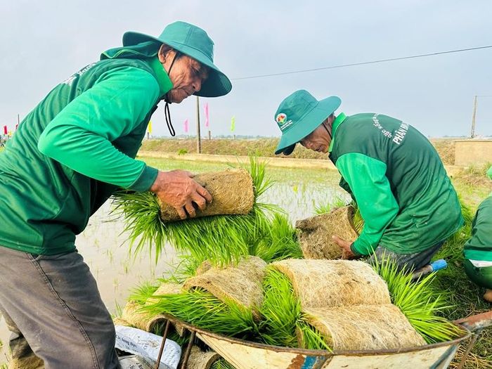 Giống lúa ĐT39 do Tập đoàn Quế Lâm cung cấp được cấy trên những thửa ruộng màu mỡ Nghĩa Lộ - Nam Phù - Nho Lâm