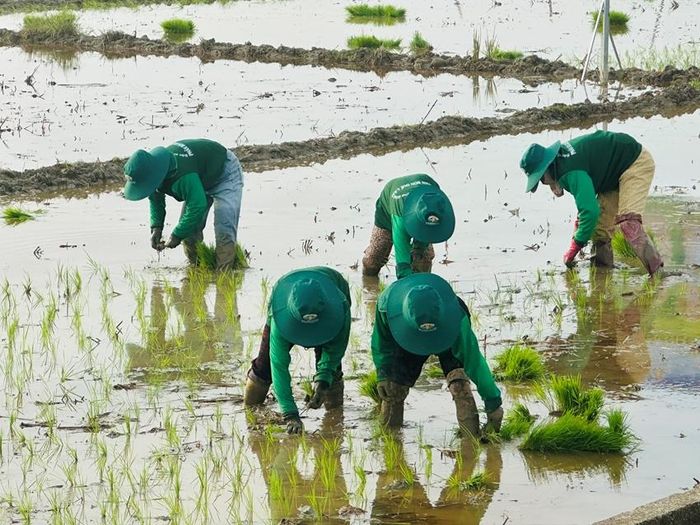 Cấy lúa thủ công truyền thống vẫn luôn là sự lựa chọn của người dân vùng thấp trũng