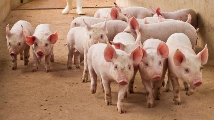 Giá heo hơi hôm nay dao động từ 66.000 - 68.000 đồng/kg. Ảnh minh họa