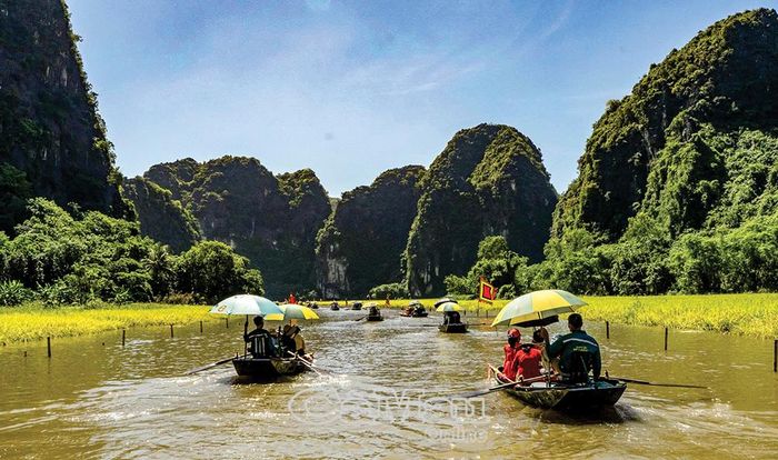 Du khách ngồi thuyền trên sông Ngô Ðồng ngắm cánh đồng chín vàng - một trong những đồng lúa đẹp nhất Việt Nam.