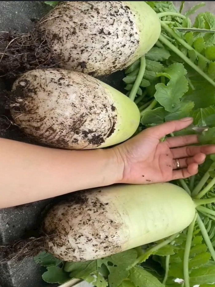 Đủ loại rau củ quả trên khu vườn của chị Thủy.