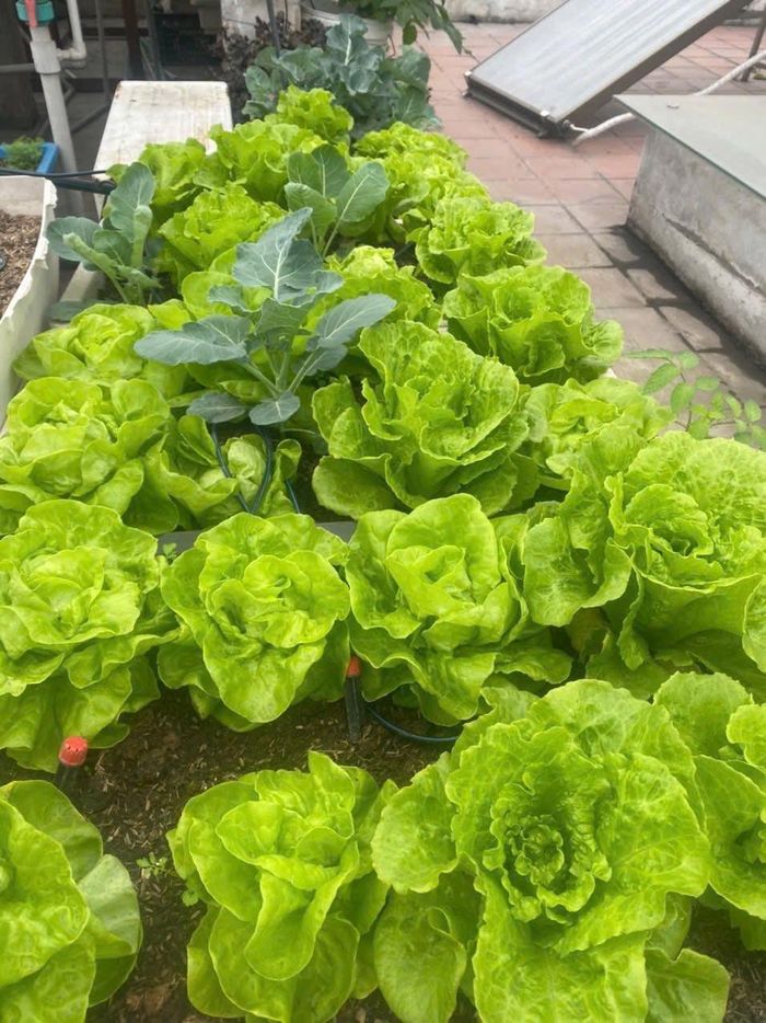 Chị Thủy dành hết tâm huyết cho khu vườn trên cao này.