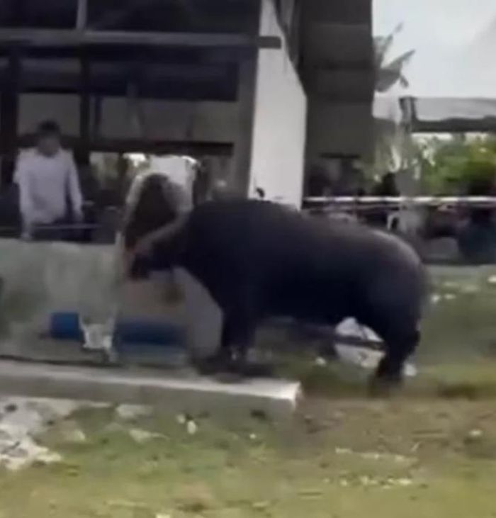 Con trâu húc người đàn ông lên cao.