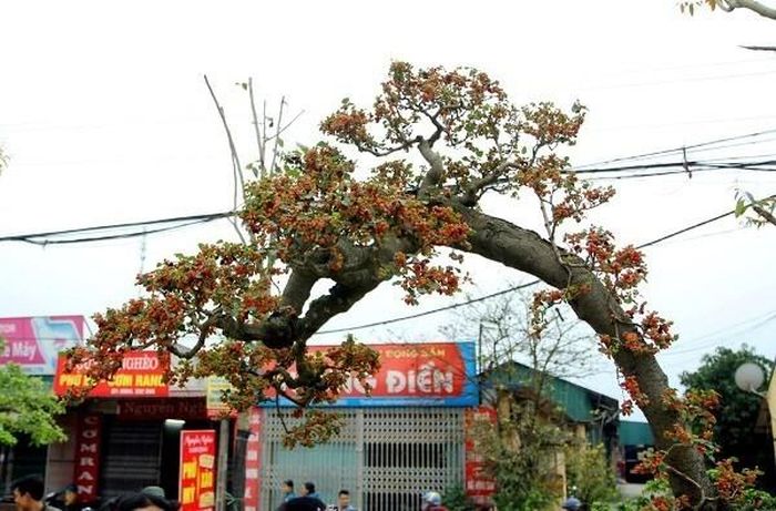 Cây dâu tằm. Ảnh minh họa. 