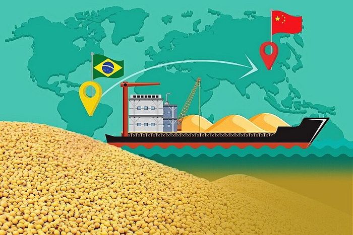 Thay thế Hoa Kỳ, Brazil đã gia tăng đáng kể thị phần tại thị trường Trung Quốc nhờ nguồn cung ổn định và giá cạnh tranh hơn trong nhiều giai đoạn