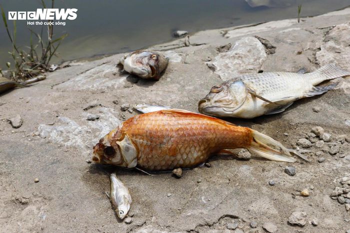 Phần lớn số cá chết là cá rô phi, cá chép và cá mương với nhiều kích cỡ khác nhau. Xác cá nổi lẫn trong rác thải, phủ kín một góc hồ, làm mất mỹ quan và ảnh hưởng đến môi trường khu vực.