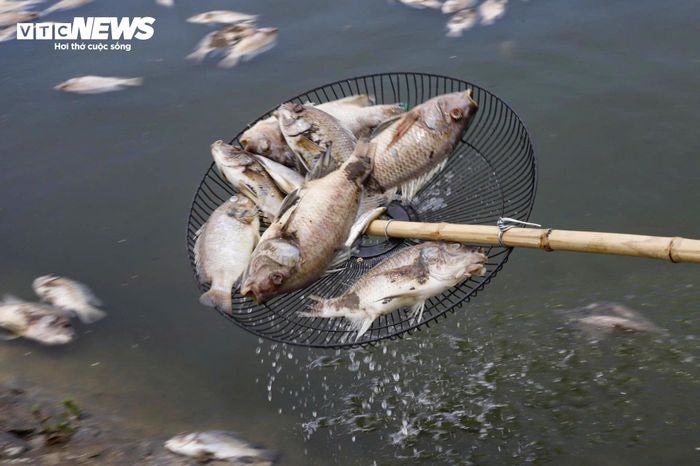 Dù lực lượng chức năng liên tục thu gom cá chết, đóng bao và tập kết dọc bờ kè để vận chuyển xử lý, song khối lượng cá quá lớn cùng việc xác cá liên tục bị sóng đánh dạt vào bờ khiến công tác làm sạch mặt hồ gặp nhiều khó khăn.