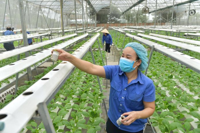 Trồng rau theo công nghệ cao tại xã Nội Bài, Hà Nội. Ảnh: Phạm Hùng