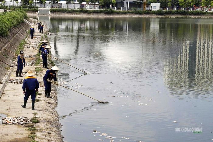 Công nhân môi trường triển khai thu gom xác cá dọc các mép hồ.