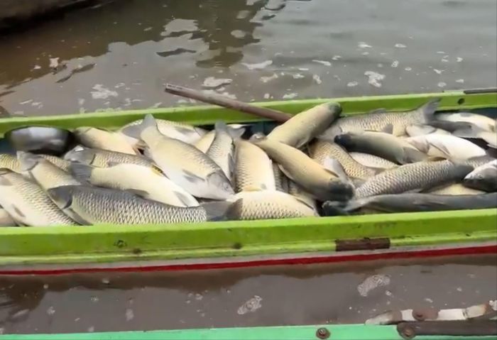  Cá chết trắng được người dân vớt lên thuyền đưa vào bờ. Ảnh: CTV. 