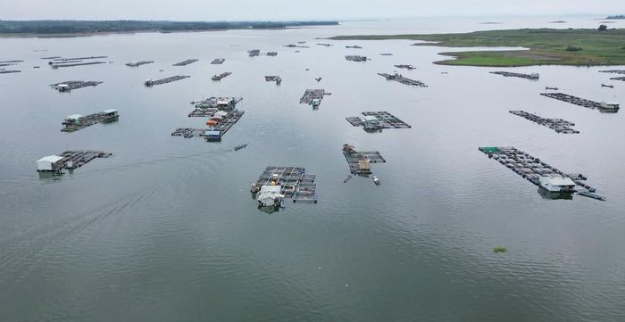 Trên lòng hồ Trị An hiện có khoàng 30 hộ nuôi cá bè, trong đó 15 hộ nuôi bị cá chết với tổng số lượng hơn 100 tấn. Ảnh: Lê Xuân-TTXVN