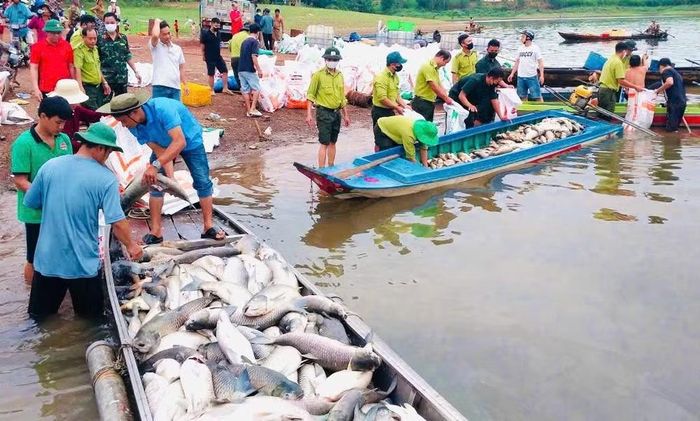 Có 15 hộ nuôi cá trên hồ Trị An với hơn 200 tấn cá chết.