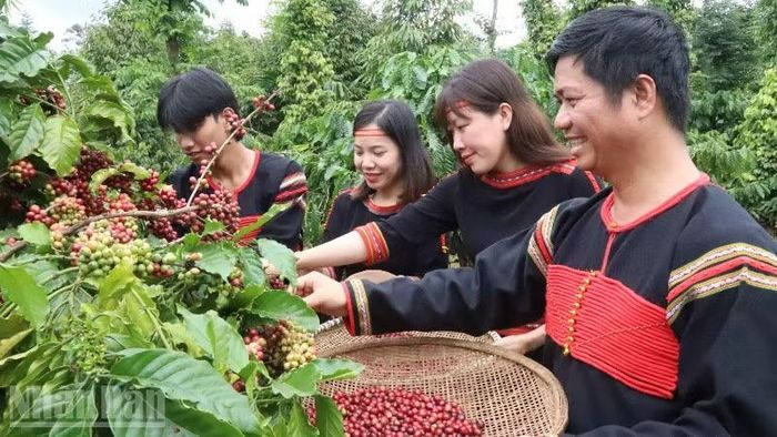 Tỉnh Đắk Lắk, vùng đất sản xuất khoảng 30% tổng sản lượng cà-phê của Việt Nam và là nơi có những hạt cà-phê Robusta ngon nhất thế giới.