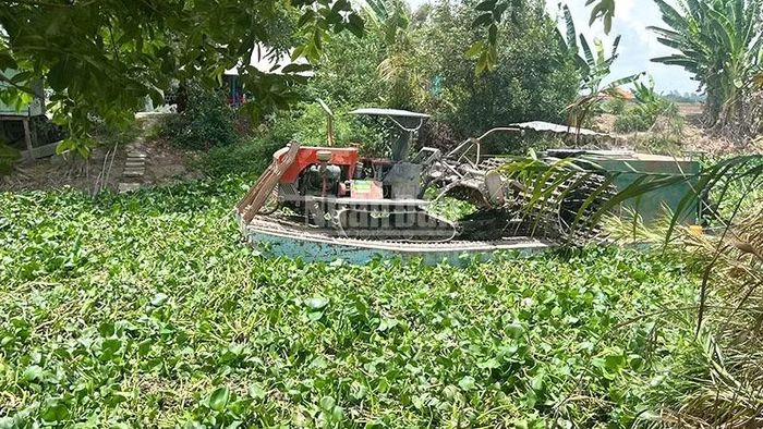 Một chiếc phà di chuyển khó khăn trên kênh Công Sự, xã Phương Thịnh do lục bình xuất hiện dày đặc. (Ảnh: HỮU NGHĨA)