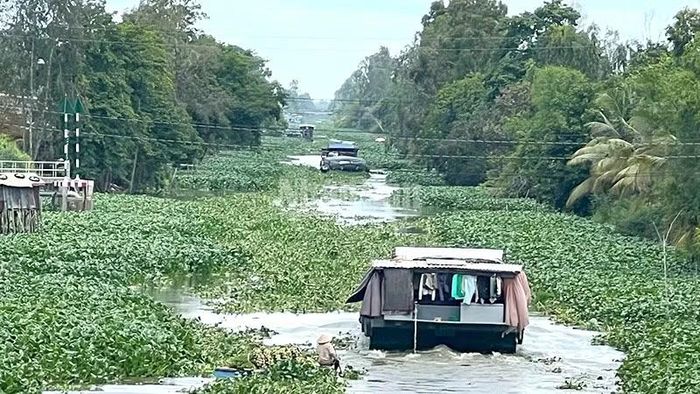Tuyến kênh An Phong-Mỹ Hòa trải qua địa bàn tỉnh Đồng Tháp với chiều dài hàng chục km. Lục bình xuất hiện nhiều đoạn dày đặc qua tuyến kênh này.