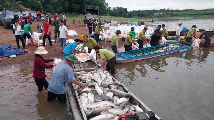 Lực lượng chức năng hỗ trợ người dân vớt cá chết đưa vào bờ, điều tra nguyên nhân.