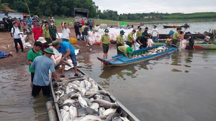 Lực lượng chức năng phường Trị An, TP Đồng Nai hỗ trợ người dân vớt cá chết đưa vào bờ,