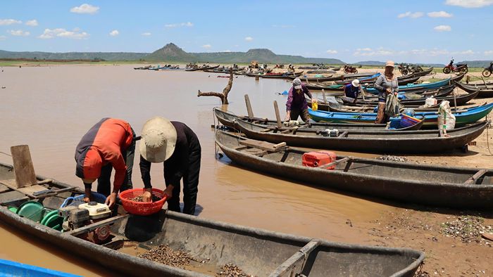  Hến mang lại nguồn thu nhập cho người dân. Ảnh: HỮU PHÚC 