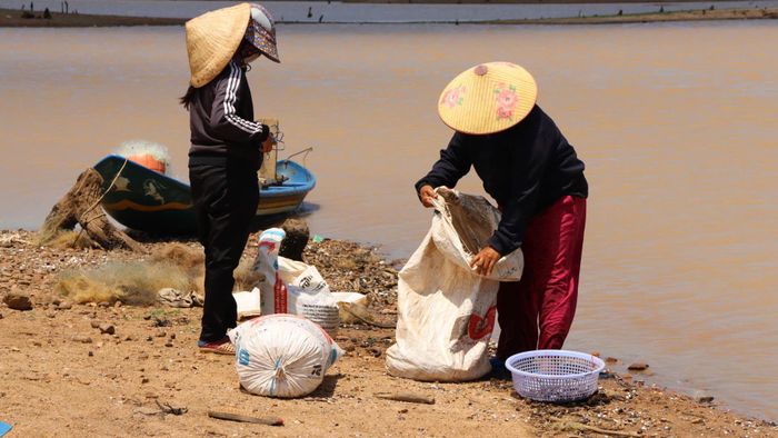  Hến được tập kết vào bao. Ảnh: HỮU PHÚC 