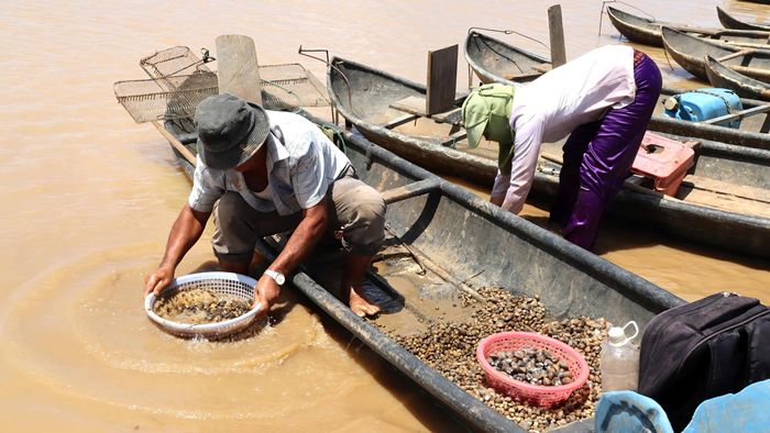  Người dân sàng lọc hến. Ảnh: HỮU PHÚC 