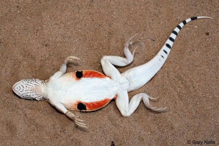 Ảnh: californiaherps