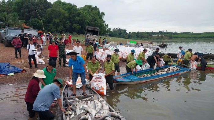 Hầu hết các loại cá nuôi trong lồng bè bị chết sau những cơn mưa đầu mùa
