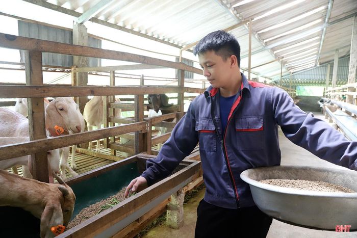 Anh Tân tận dụng nguồn thức ăn tự trồng và phụ phẩm nông nghiệp sẵn có để chăm sóc đàn dê theo hướng tiết kiệm chi phí, nâng cao chất lượng chăn nuôi.