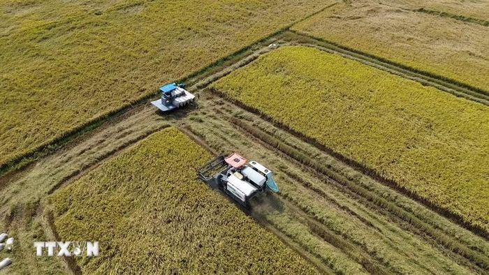 Nông dân tỉnh Đồng Tháp thu hoạch rộ lúa Đông Xuân. (Ảnh: Công Trí/TTXVN)