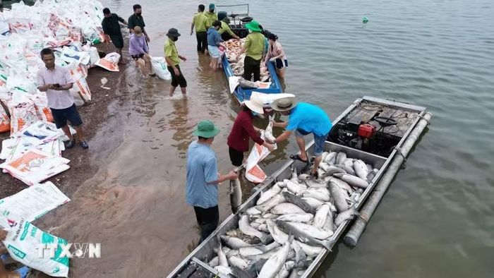 Nhiều hộ nuôi cá trên hồ Trị An mất trắng do cá chết. (Ảnh: Lê Xuân/TTXVN)