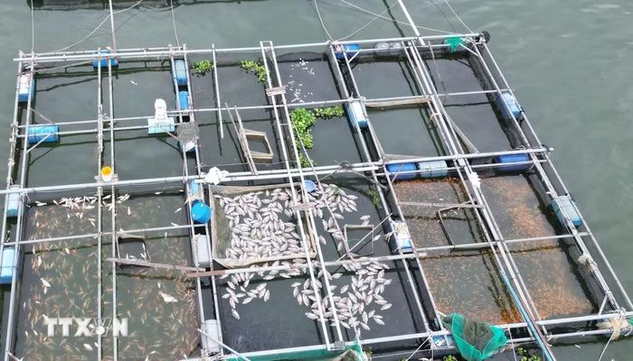 Cá chết, nổi trắng tại các lồng nuôi trên hồ Trị An. (Ảnh: Lê Xuân/TTXVN)