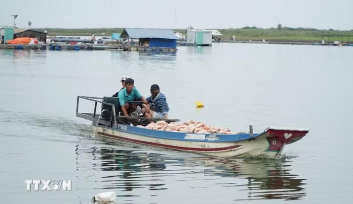Cá chết vớt từ các lồng nuôi giữa hồ Trị An được chở bằng ghe vào bờ và đem tiêu hủy. (Ảnh: Lê Xuân/TTXVN)
