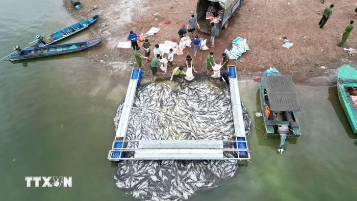 Một lồng cá bị chết toàn bộ được kéo vào bờ để đem tiêu hủy. (Ảnh: Lê Xuân/TTXVN)