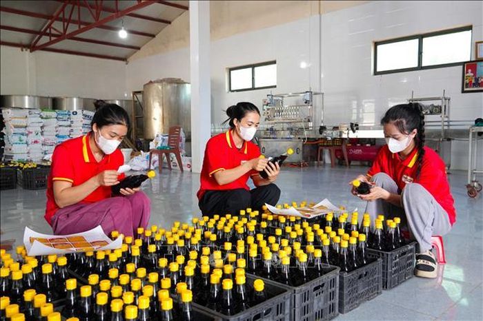 Trung bình mỗi năm Hợp tác xã Thu mua và Chế biến thủy hải sản Phú Khương sản xuất gần 800 nghìn lít nước mắm.