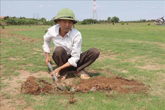 Việc phát triển vùng trồng cỏ tập trung tại xã Nam Hồng, tỉnh Ninh Bình góp phần phủ xanh diện tích đất bãi bồi ven sông, hạn chế tình trạng bỏ hoang đất nông nghiệp, hướng tới phát triển kinh tế nông nghiệp xanh và bền vững.