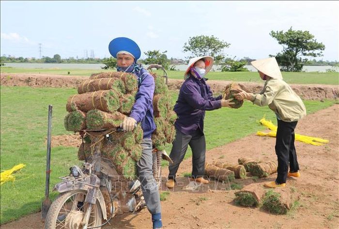 Sản phẩm cỏ Nhật của xã Nam Hồng, tỉnh Ninh Bình hiện được tiêu thụ tại nhiều tỉnh, thành phố phục vụ thi công cảnh quan cho khu đô thị, công viên, khu nghỉ dưỡng và các công trình dân sinh.