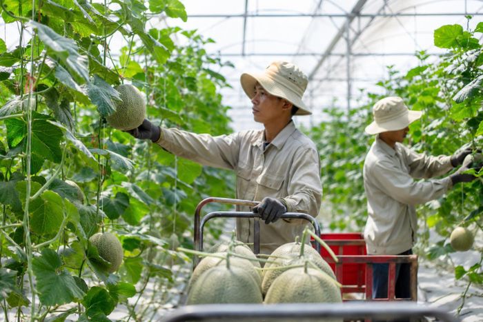 TP Hồ Chí Minh thúc đẩy nông nghiệp xanh bằng chuyển đổi số chuỗi giá trị. Ảnh minh họa