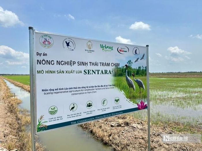Mô hình nông nghiệp sinh thái đang được triển khai tại Tràm Chim. (Ảnh: Bùi Đạt).