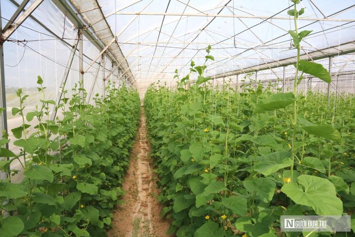 Ông Đoàn Bá Cảnh - Chủ tịch Hội nông dân xã Giai Lạc - cho biết, hiện trang trại của anh Trần Hoài Vũ là mô hình sản xuất nông nghiệp công nghệ cao có quy mô lớn nhất tại địa phương. Trước đây, khu vực này chủ yếu sản xuất hoa màu, manh mún, hiệu quả không cao. Sau hơn 2 năm triển khai mô hình của anh Vũ cho thấy cây dưa lưới, dưa chuột phù hợp với chất đất và mang lại hiệu quả kinh tế cao.