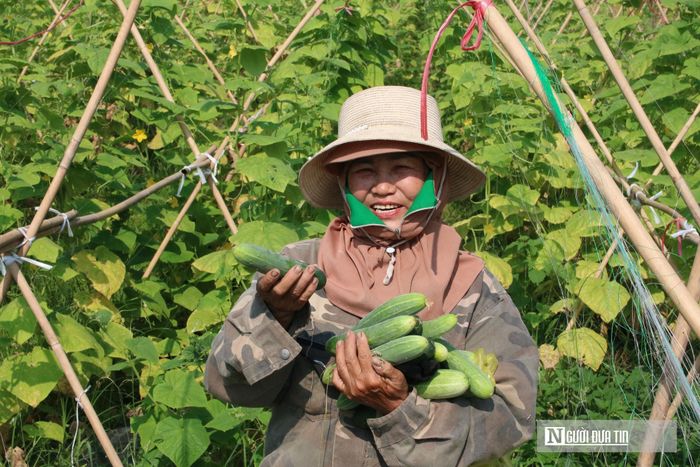 Theo anh Vũ bản thân trồng thêm dưa chuột để trả lương cho công nhân và các chi phí khác trong trang trại. 
