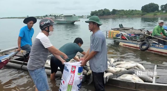 Những bao cá chết được lực lượng chức năng và người dân khẩn trương thu gom trên bờ hồ Trị An sau đợt mưa lớn đầu mùa gây thiệt hại nặng cho các hộ nuôi lồng bè.