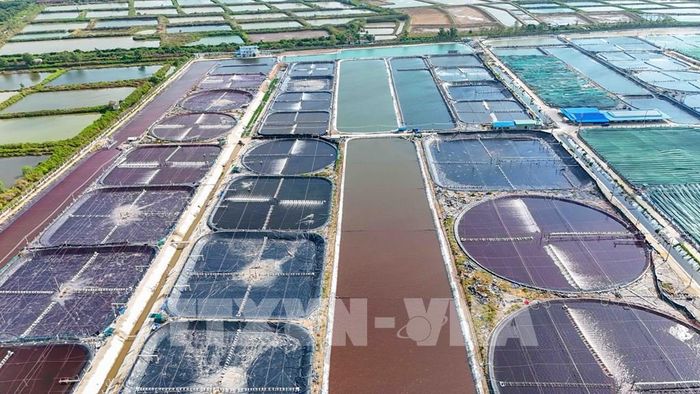 Vùng nuôi tôm siêu thâm canh của Công ty cổ phần Thủy sản sạch Việt Nam. Ảnh: Thanh Liêm - TTXVN