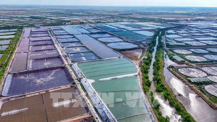 Mỗi ha nuôi tôm siêu thâm canh cần đầu tư từ 2 - 3 tỷ đồng, mang lại giá trị xuất khẩu khoảng 3 tỷ đồng/ha/năm với lợi nhuận khoảng 20%. Ảnh: Thanh Liêm - TTXVN