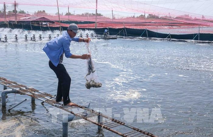 Công nhân làm việc trong trang trại tôm nước lợ của Công ty Cổ phần Thủy sản sạch Việt Nam. Ảnh: Thanh Liêm - TTXVN