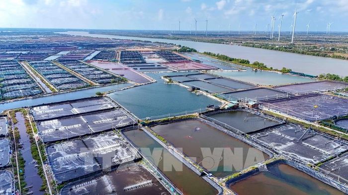 Với mức đầu tư 2 - 3 tỷ đồng/ha, giá trị xuất khẩu mà mô hình này mang lại đạt khoảng 3 tỷ đồng/ha/năm, cao gấp 50 lần so với sản xuất nông nghiệp truyền thống. Ảnh: Thanh Liêm - TTXVN