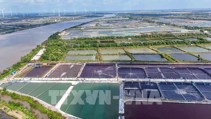 Với diện tích 280 ha, giá trị xuất khẩu tôm mang lại cho Công ty Cổ phần Thủy sản sạch Việt Nam đạt 100 - 120 triệu USD/năm. Ảnh: Thanh Liêm - TTXVN