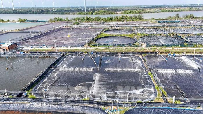 Với mức đầu tư 2 - 3 tỷ đồng/ha, giá trị xuất khẩu mà mô hình này mang lại đạt khoảng 3 tỷ đồng/ha/năm, cao gấp 50 lần so với sản xuất nông nghiệp truyền thống. Ảnh: Thanh Liêm - TTXVN