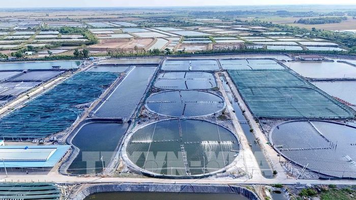 Vùng nuôi tôm siêu thâm canh của Công ty Cổ phần Thủy sản sạch Việt Nam tại xã Trần Đề, thành phố Cần Thơ có gần 240 ao nuôi tôm. Ảnh: Thanh Liêm - TTXVN