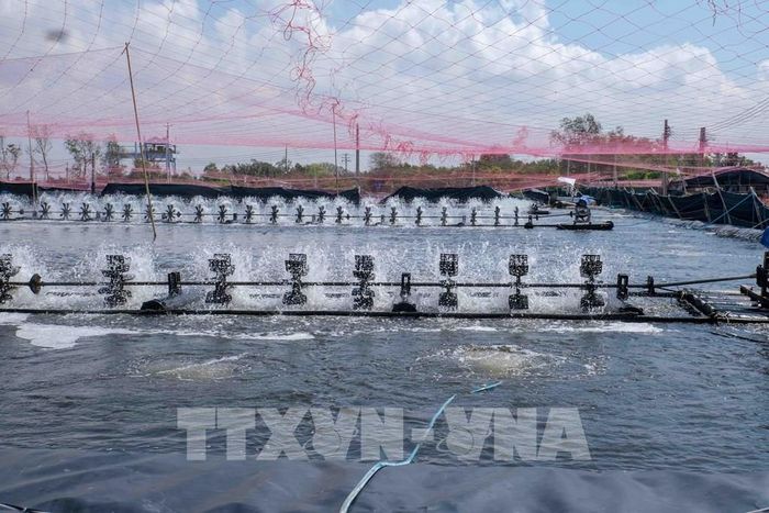 Một ao nuôi tôm siêu thâm canh trong trang trại của Công ty Cổ phần Thủy sản sạch Việt Nam tại xã Trần Đề, thành phố Cần Thơ. Ảnh: Thanh Liêm - TTXVN