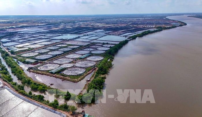 Vùng nuôi tôm siêu thâm canh rộng 280 ha của Công ty cổ phần Thủy sản sạch Việt Nam tại xã Trần Đề, thành phố Cần Thơ. Ảnh: Thanh Liêm - TTXVN